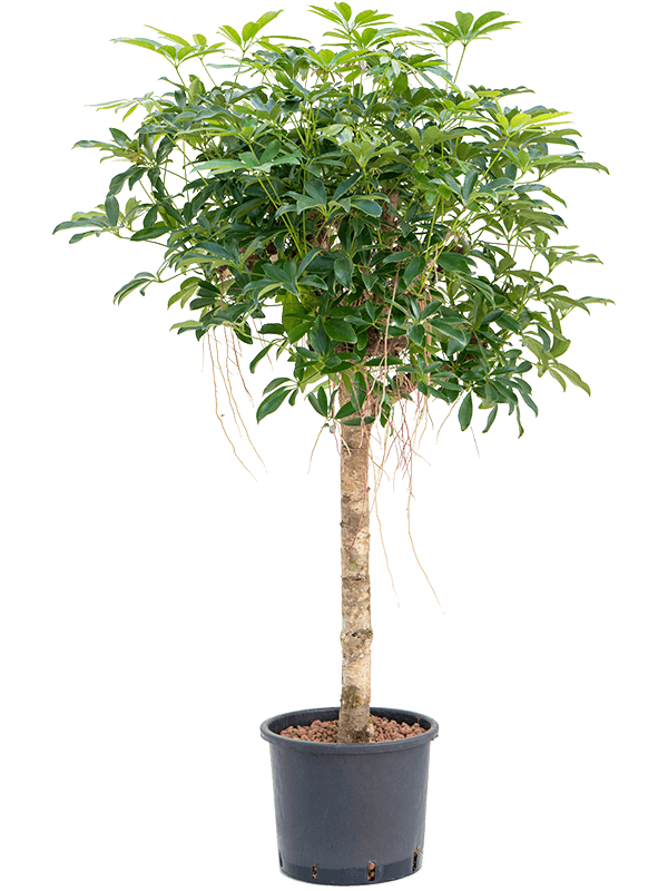 Easy-Care Umbrella Tree Schefflera arboricola 'Compacta' Tall Indoor House Plants Trees