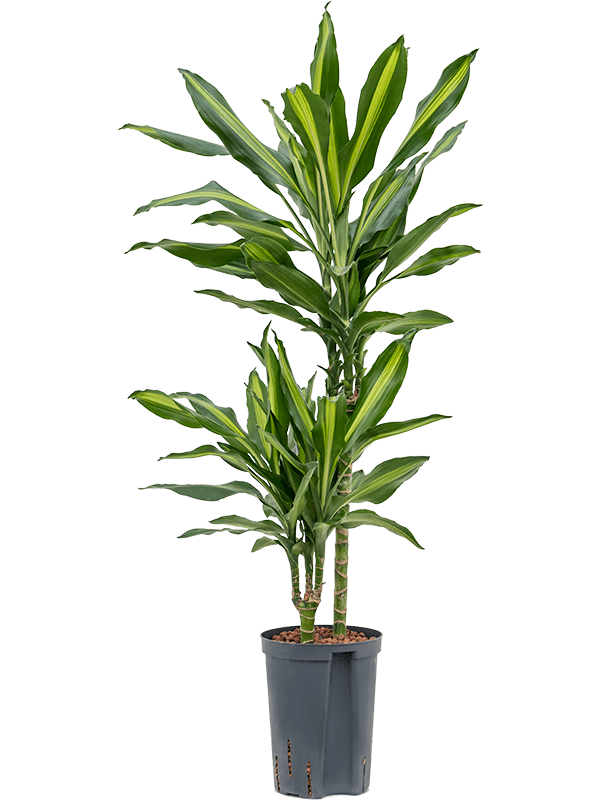 Colorful Corn Plant Dracaena fragrans 'Cintho' Indoor House Plants