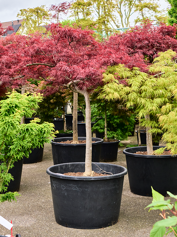 Acer pal. diss. 'Stella Rossa'