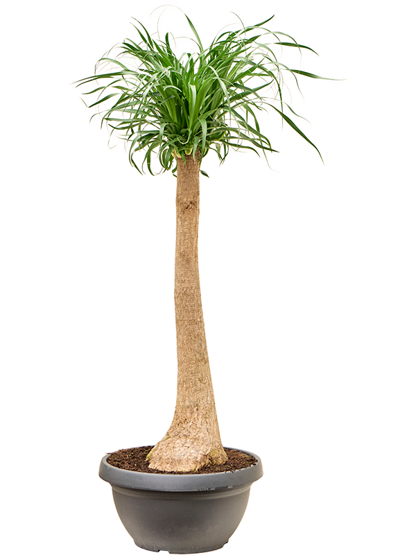 Tropical Ponytail Palm Beaucarnea recurvata Tall Indoor House Plants Trees