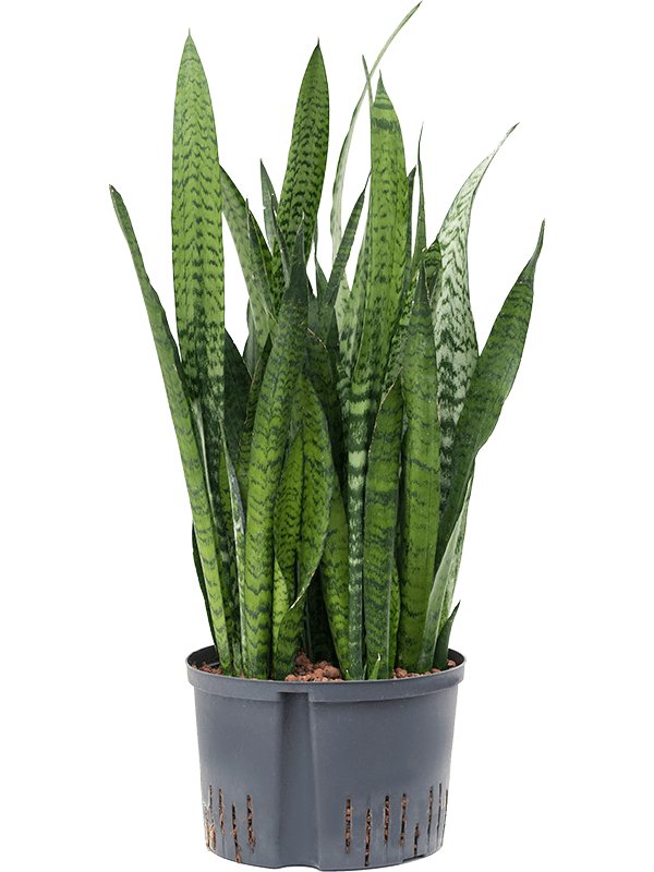 Elegant Snake Plant Sansevieria zeylanica Indoor House Plants