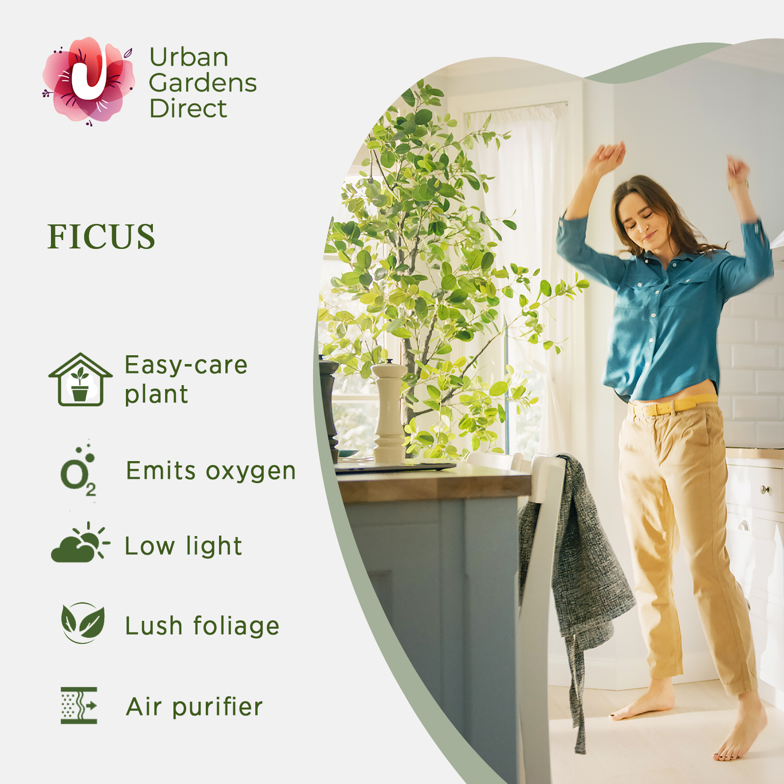 Lush African Fig Ficus cyathistipula Indoor House Plants