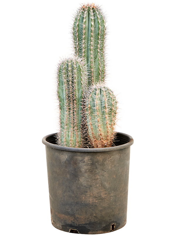 Easy-Care Mexican Giant Cactus Pachycereus pringlei Indoor House Plants