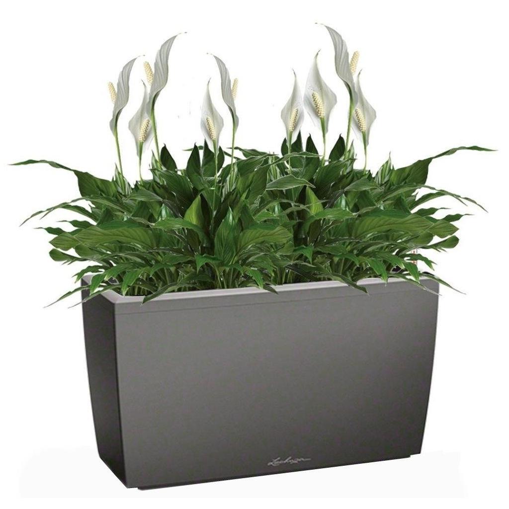 Blooming Spathiphyllum Chopin in LECHUZA CARARO Self-watering Planter, Total Height 70 cm