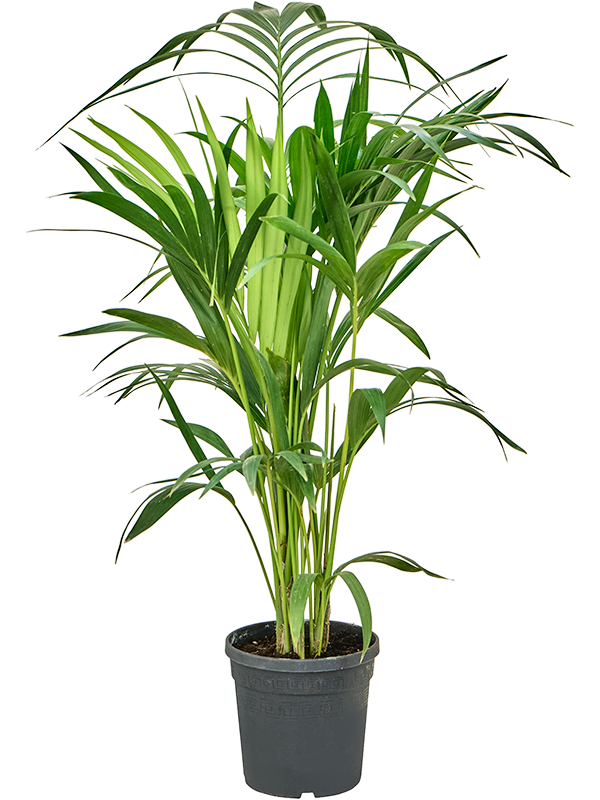 Lush Sentry Palm Kentia (Howea) forsteriana Indoor House Plants