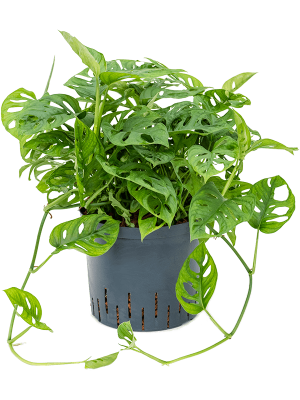 Shade-loving Swiss Cheese Plant Monstera obliqua (60-120) Indoor House Plants