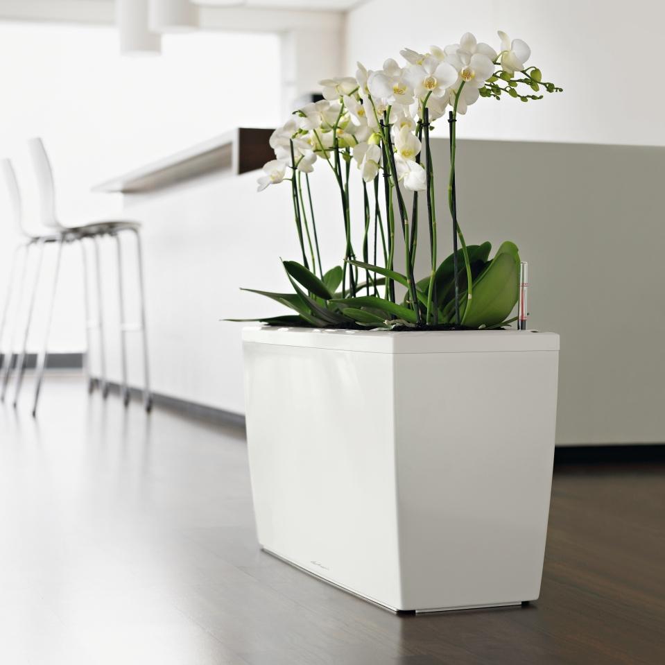 LECHUZA CARARO Trough Poly Resin Self-watering Planter