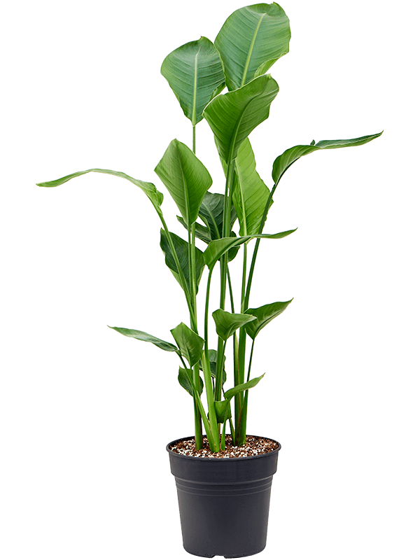 Tropical Bird of Paradise Strelitzia nicolai Indoor House Plants