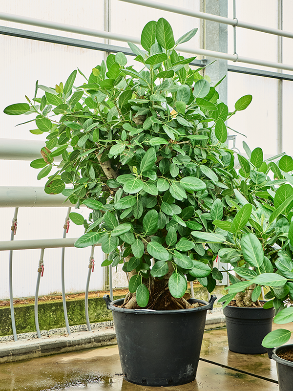 Lush Banyan Fig Ficus benghalensis (400-450) Tall Indoor House Plants Trees