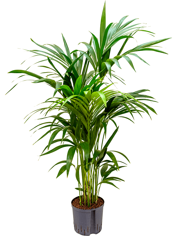 Lush Sentry Palm Kentia (Howea) forsteriana Indoor House Plants