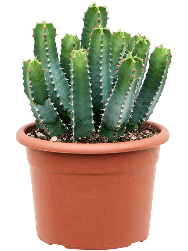 Cute African Milk Tree Euphorbia resinifera Indoor House Plants