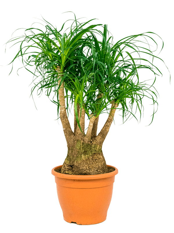 Tropical Ponytail Palm Beaucarnea recurvata Tall Indoor House Plants Trees