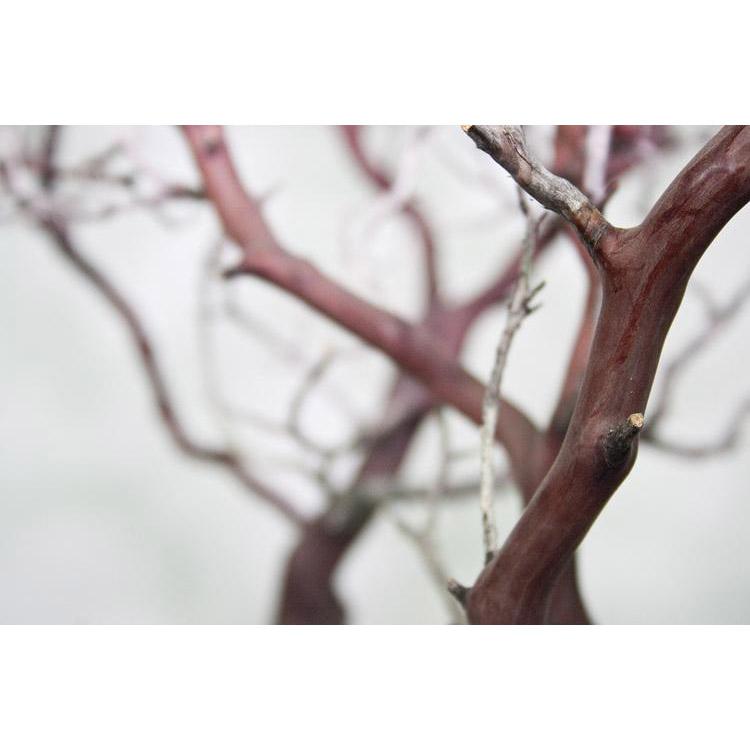 Manzanita Brown Branchy Artificial Branch