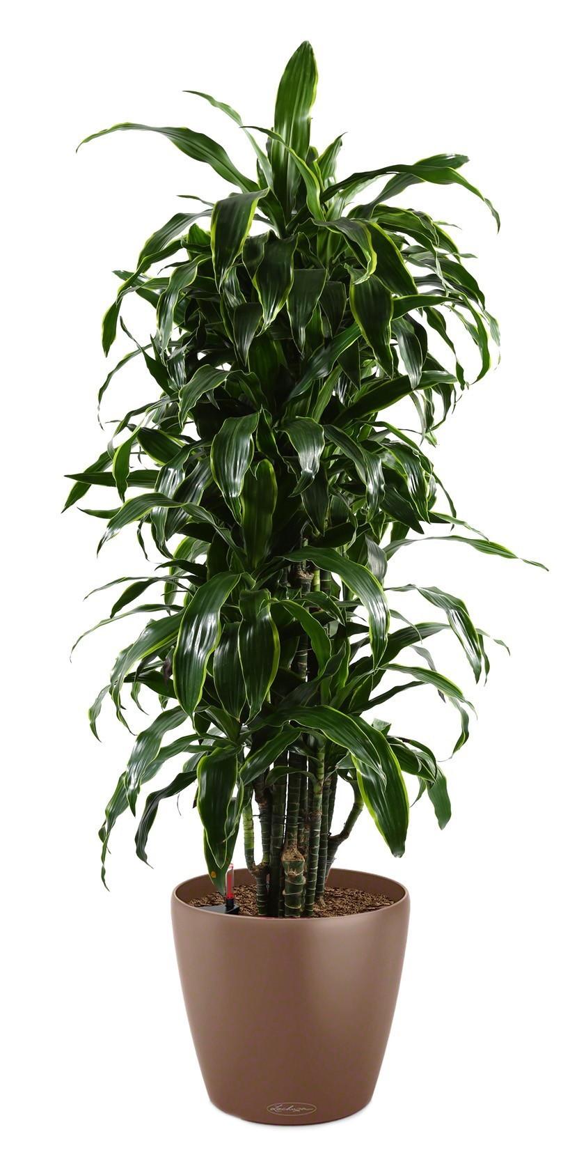 Dracaena Fragrans Arturo in LECHUZA CLASSICO Color Self-watering Planter, Total Height 160 cm
