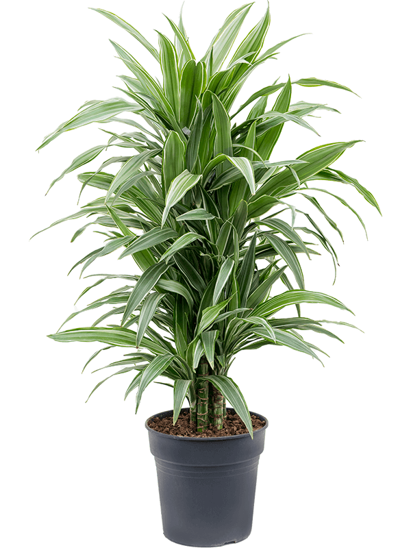 Insta-friendly Dracaena deremensis 'Warneckei' Tall Indoor House Plants Trees