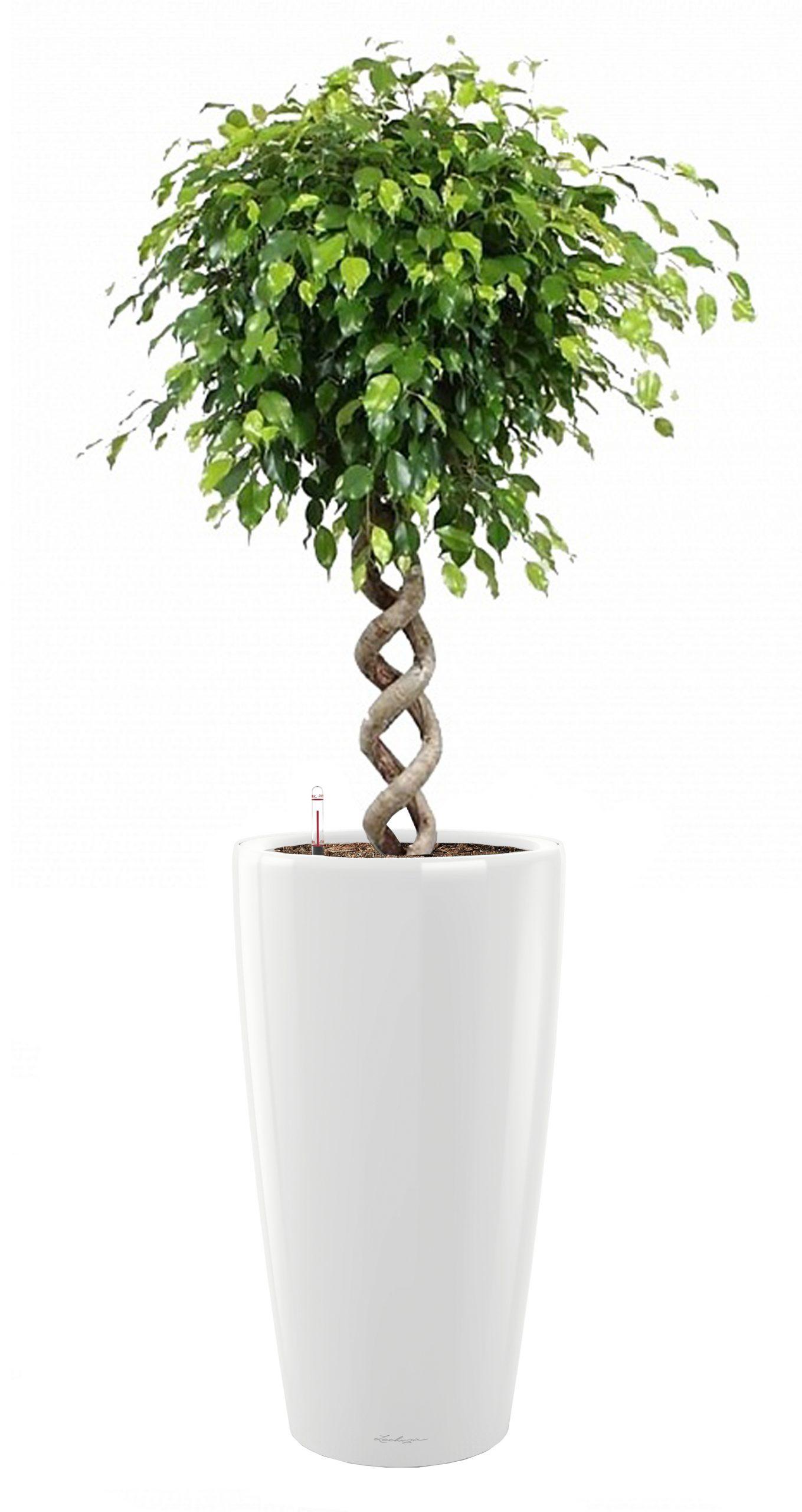 Ficus Benjamina Exotica with Double Spiral Stem in LECHUZA RONDO Self-watering Planter, Total Height