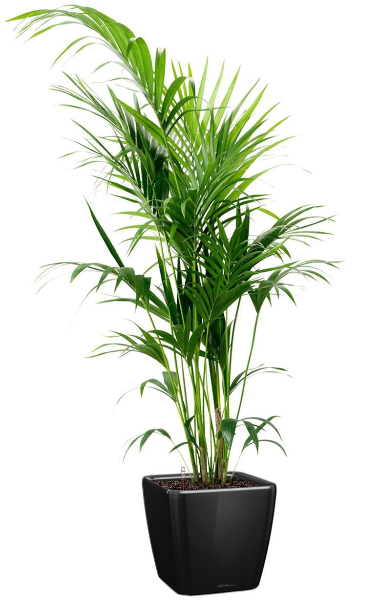 Howea Forsteriana in LECHUZA QUADRO LS Self-watering Planter, Total Height 160 cm
