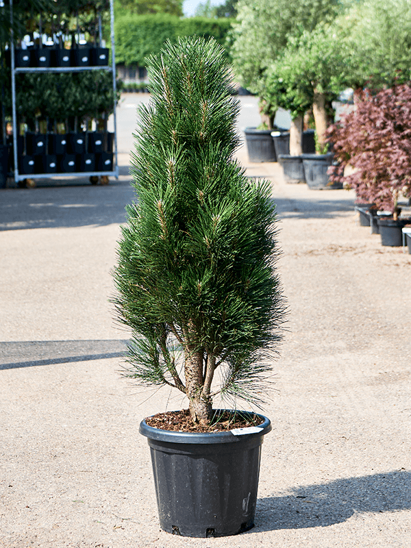 Showy Black Pine Pinus nigra 'Green Tower' Outdoor Plants