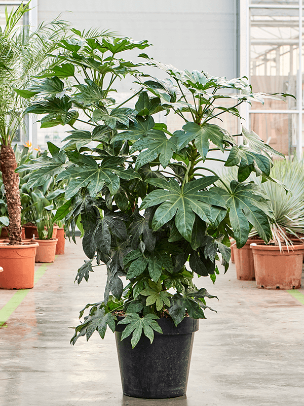 Lush Japanese Aralia Fatsia japonica Indoor House Plants