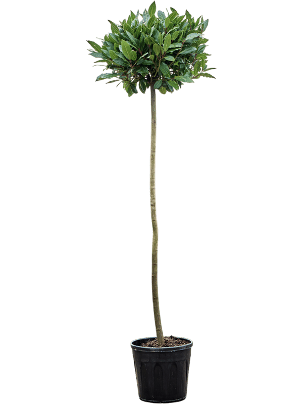 Lush Bay Tree Laurus nobilis
