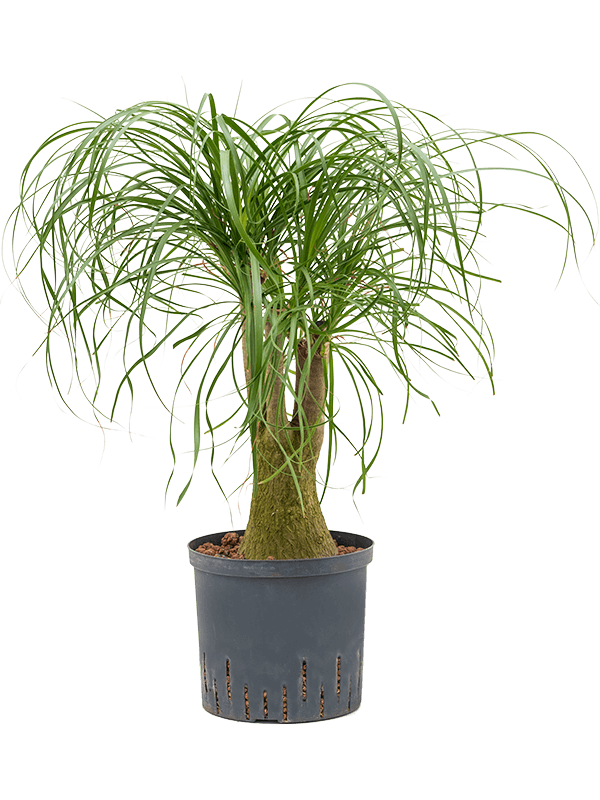 Tropical Ponytail Palm Beaucarnea recurvata Tall Indoor House Plants Trees