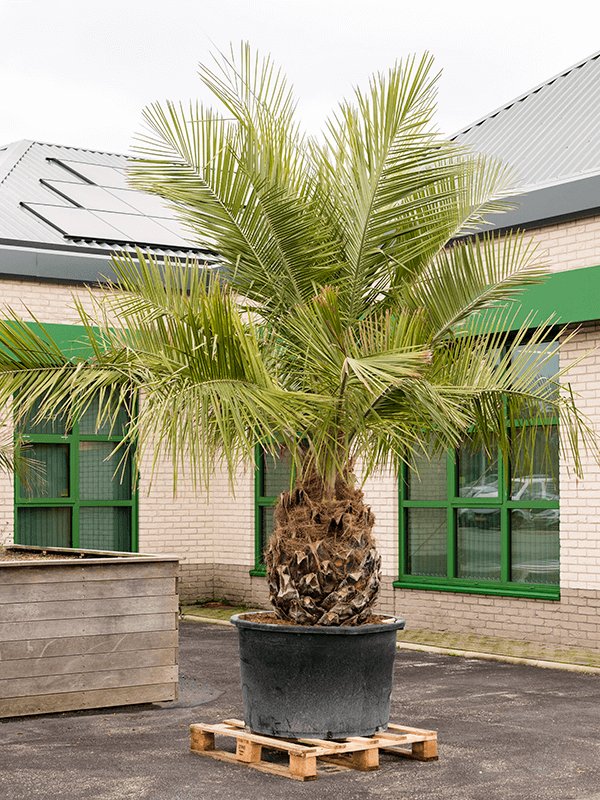 Jubaea chilensis