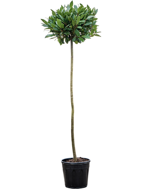 Lush Bay Tree Laurus nobilis