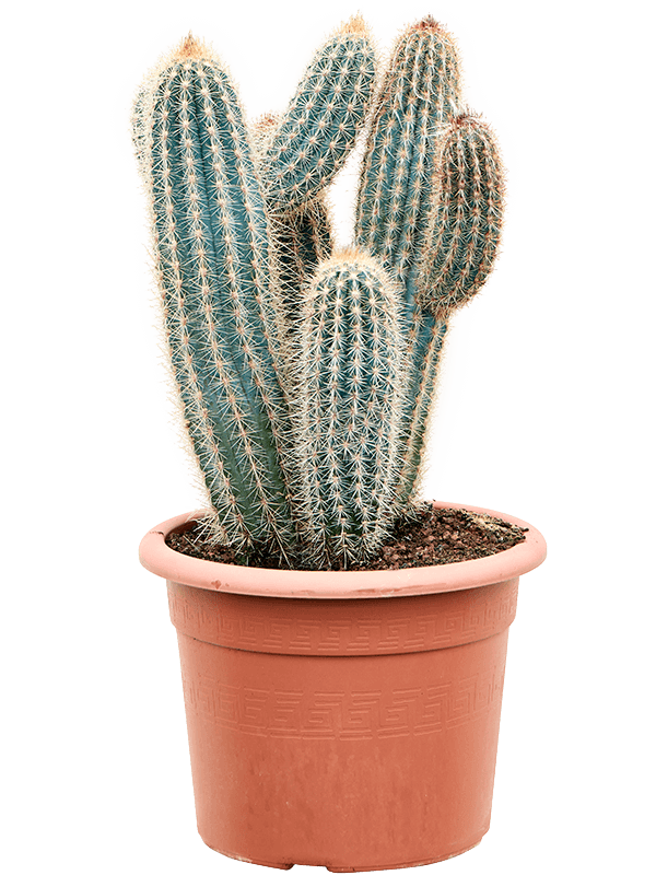 Easy-Care Blue Columnar Cactus Pilosocereus zehnteri Indoor House Plants