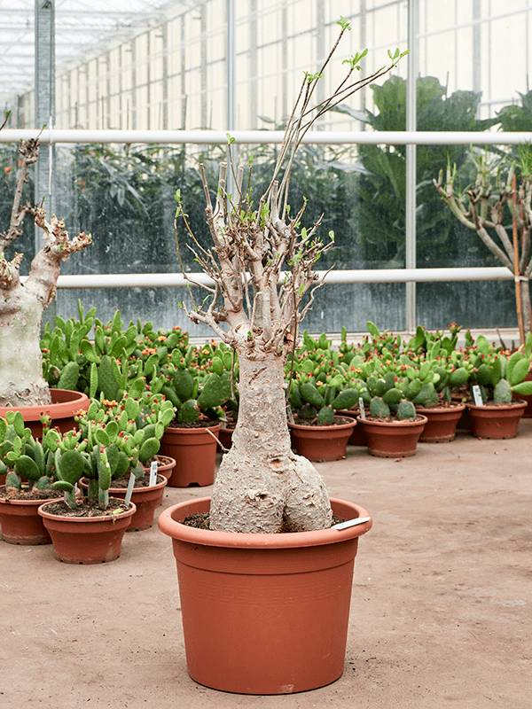Photogenic Monkey Bread Tree Baobab (Adonsonia) Tall Indoor House Plants  Trees W100 H(140-170) cm, Potsize D55 cm - from 2,686.50 | Getpotted.com