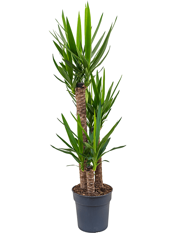 Insta-friendly Spineless Yucca elephantipes Tall Indoor House Plants Trees
