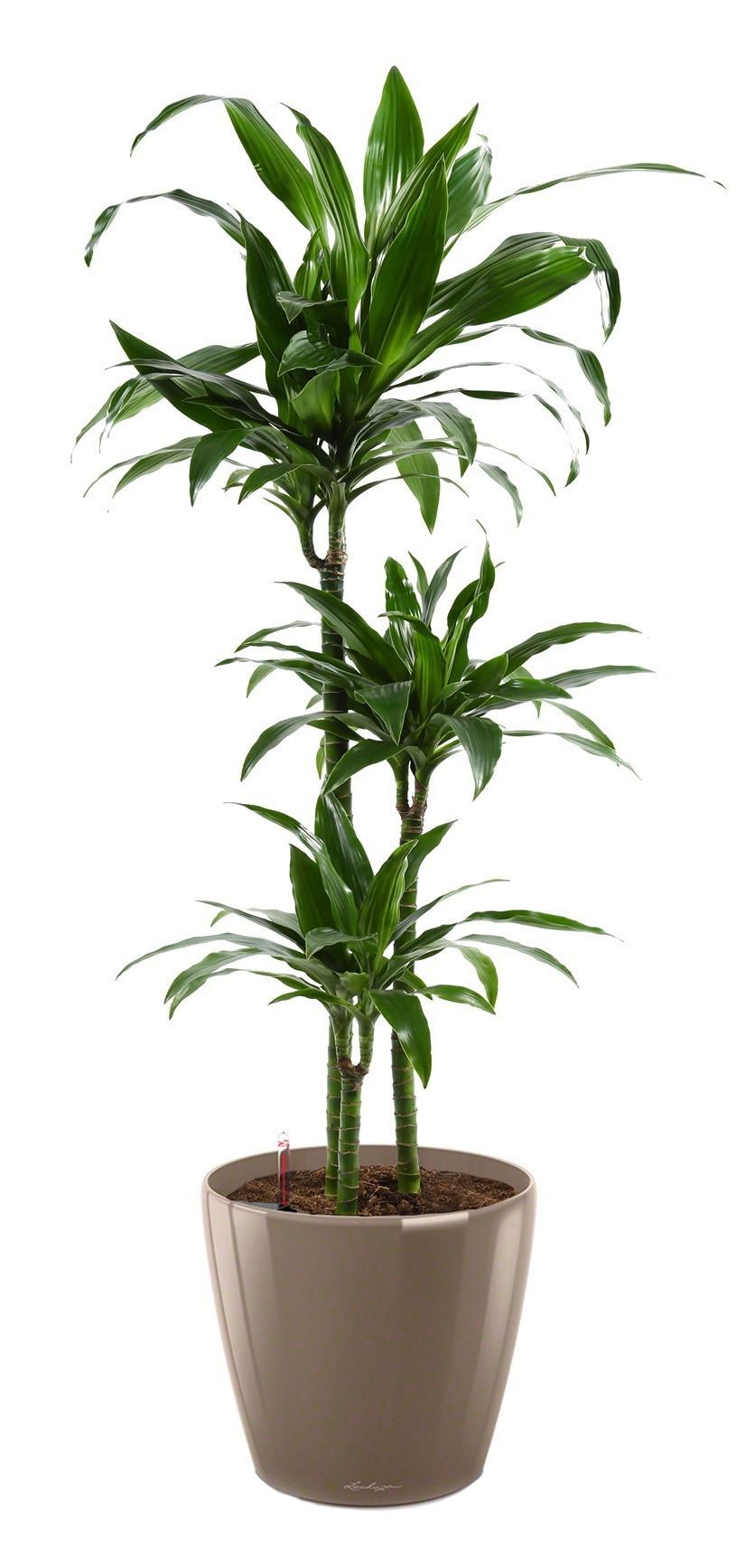 Dracaena Fragrans Janet Greig in LECHUZA CLASSICO LS Self-watering Planter, Total Height 130 cm