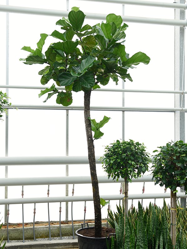 Lush Fiddle Leaf Fig Ficus lyrata Indoor House Plants