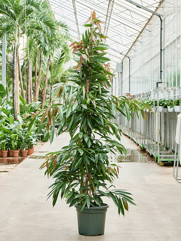 Lush Narrow-leaf Fig Ficus binnendijkii 'Amstel King' Tall Indoor House Plants Trees