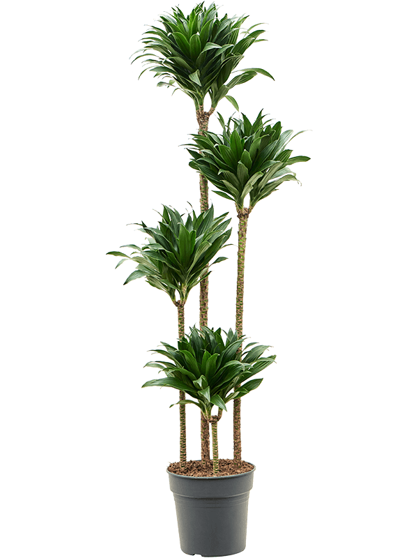 Easy-Care Corn Plant Dracaena fragrans 'Compacta' Indoor House Plants