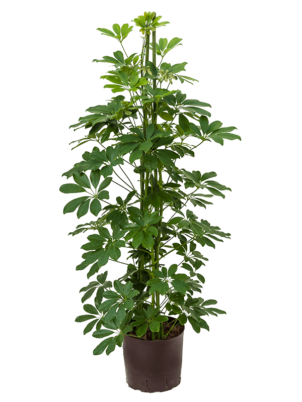 Easy-Care Umbrella Tree Schefflera arboricola 'Compacta' Tall Indoor House Plants Trees