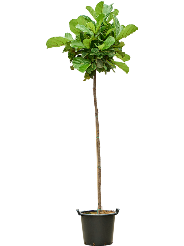 Lush Fiddle Leaf Fig Ficus lyrata Indoor House Plants