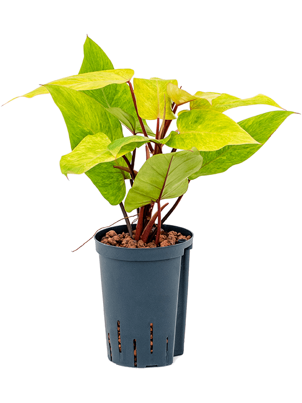 Lush Heart-Leaf Philodendron 'Painted Lady' Indoor House Plants