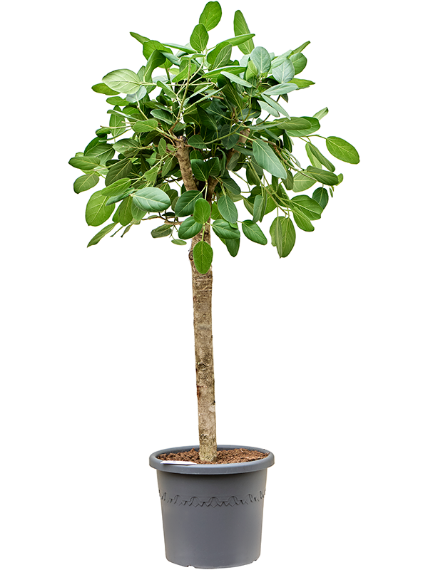 Lush Banyan Fig Ficus benghalensis 'Audrey' Indoor House Plants