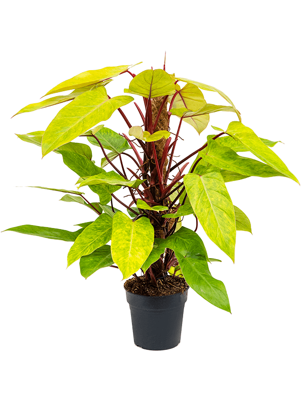 Lush Heart-Leaf Philodendron 'Painted Lady' Indoor House Plants