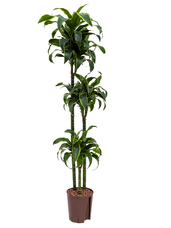 Insta-friendly Corn Plant Dracaena fragrans 'Dorado' Tall Indoor House Plants Trees