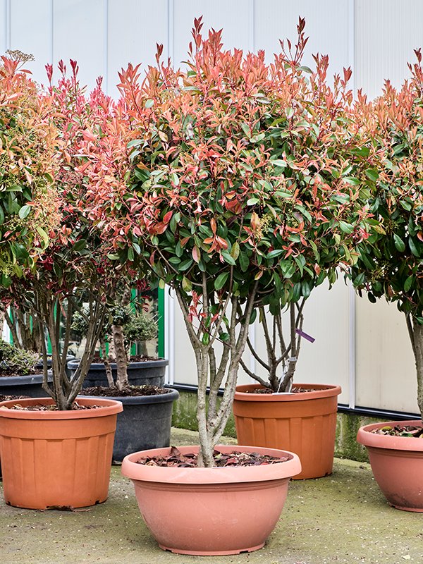Lush Chinese Photinia x fraseri 'Red Robin' Outdoor Plants