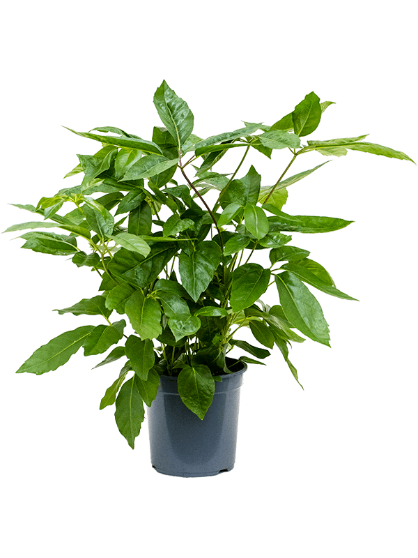 Cheerful Umbrella Tree Schefflera actinophylla 'Amate' Indoor House Plants