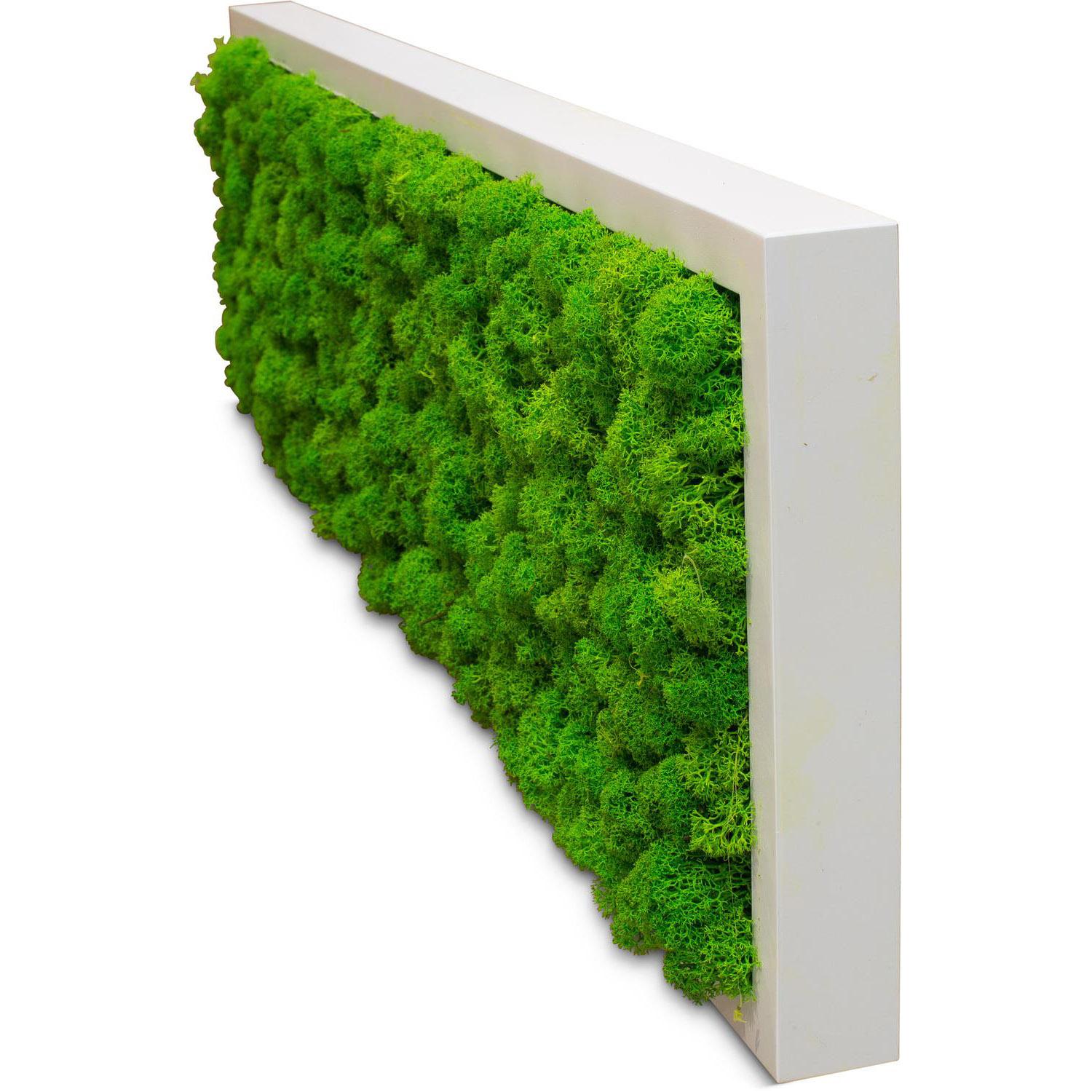 PREMIUM Moss Wall Art Artificial Moss Plant