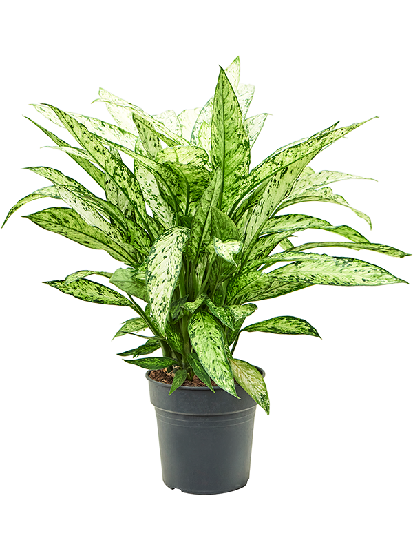 Lush Dumb Cane Dieffenbachia 'Vesuvius' Indoor House Plants