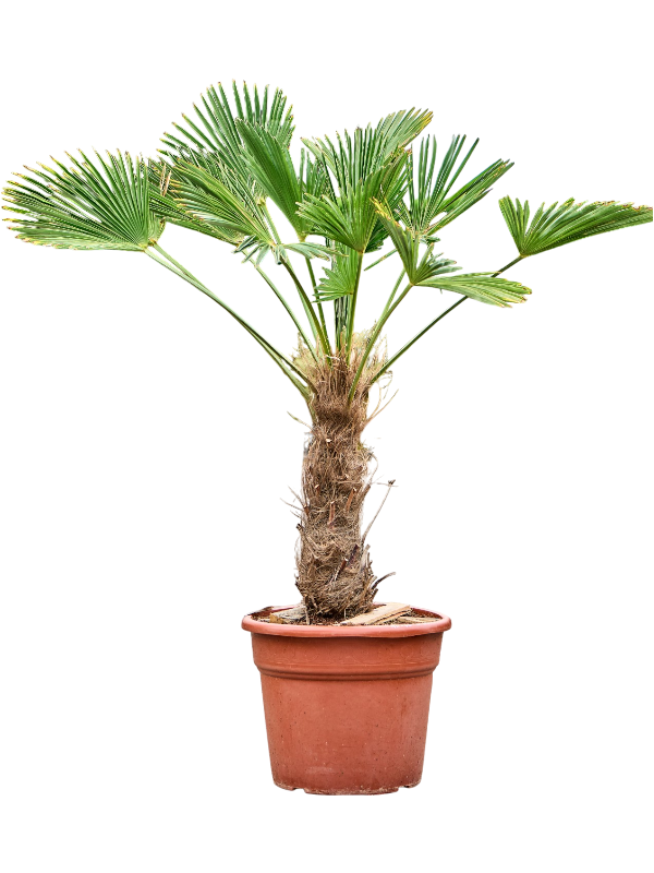 Windmill Palm Tree Trachycarpus wagnerianus
