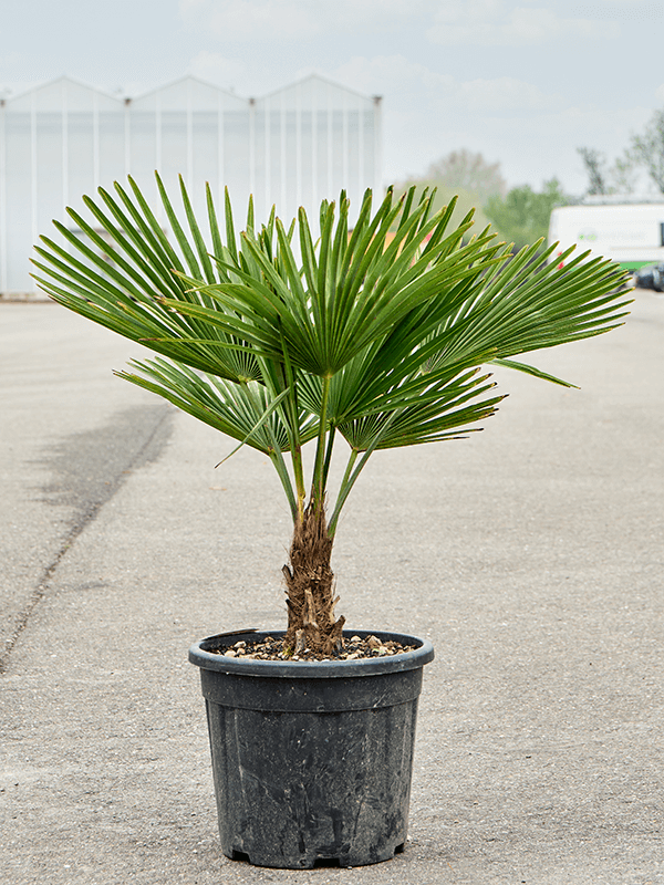 Windmill Palm Tree Trachycarpus fortunei