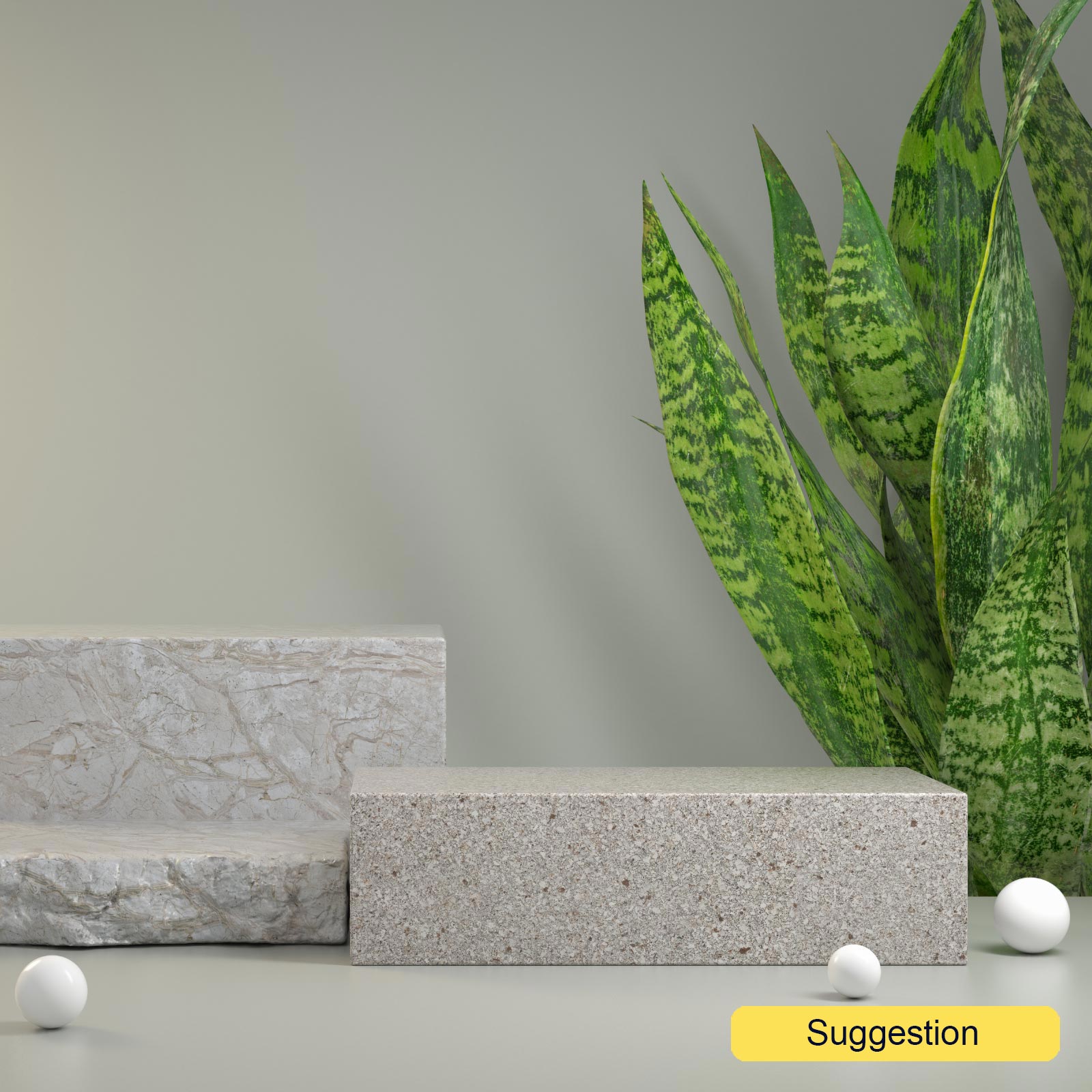 Elegant Snake Plant Sansevieria zeylanica Indoor House Plants