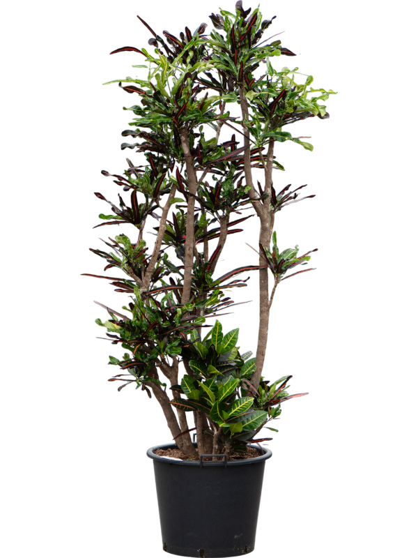 Striking Croton (Codiaeum) variegatum 'Mammi' Indoor House Plants
