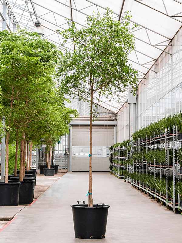 Tropical Black Olive Tree Bucida buceras 'Shady Lady' (800-900)