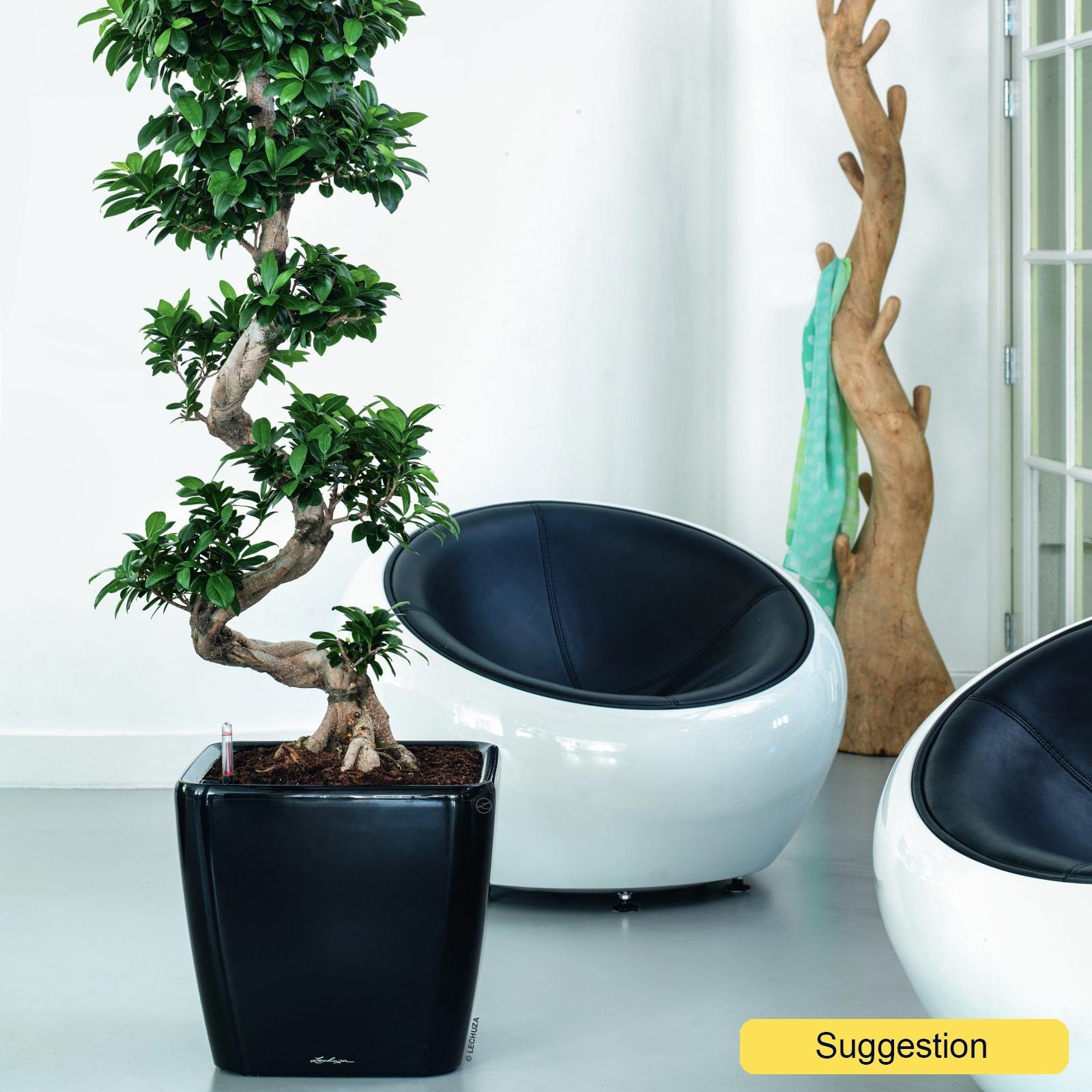Cute Chinese Banyan Ficus microcarpa 'Ginseng' Indoor House Plants